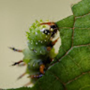 Meet your Posher, William